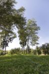 Tall Green Trees On A Urban Park Stock Photo