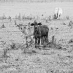 Country Cows Stock Photo