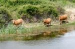 Curious Cows In Sardinia Stock Photo