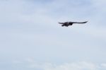 Pigeon Flies In The Blue Sky In A Sunny Day Stock Photo