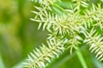 Grass Inflorescence Stock Photo