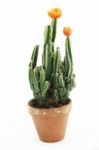 Cactus In A Pot Stock Photo