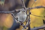 A Lonely Sparrow Stock Photo