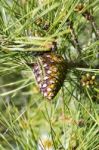 Young Pine Cone Stock Photo