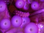 Purple Octopus Tentacles 1 Stock Photo