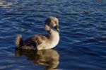 Beautiful Background With The Young Swan Stock Photo