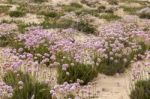 Sand Dune Vegetation Stock Photo