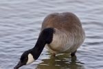 Beautiful Isolated Picture With A Canada Goose In The Lake Stock Photo