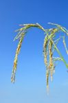 Paddy Rice Stock Photo