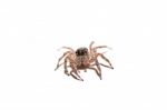 Jumping Spider Stock Photo