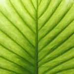 Green Leaf Detail Stock Photo