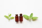 Holy Basil Essential Oil With  Fresh Leaves Stock Photo