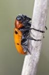 Leaf Beetle (lachnaia Paradoxa) Stock Photo