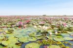 Red Lotus Field Lake In Harn Kumphawapi,udonthani,thailand Stock Photo