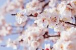 Cherry Blossom With Soft Focus, Sakura Season Background Stock Photo