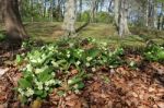 Primroses In Woodland Stock Photo