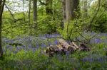 Bluebells In Staffhurst Woods Near Oxted Surrey Stock Photo