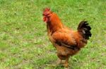 Rooster Stock Photo