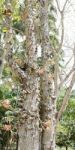 Cannonball Tree Couroupita Guianensis Stock Photo