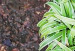 Green Plant Decorated In Home Garden Stock Photo