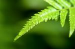 Rain Drops On Fern Leaf Stock Photo