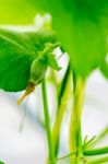 After Flowering Is Developing A Small Stock Photo