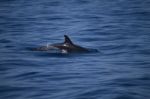 Wild Dolphins Stock Photo