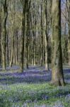 Bluebells In Wepham Wood Stock Photo