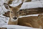 Beautiful Isolated Picture With A Wild Deer In The Snowy Forest Stock Photo