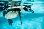 Humboldt Penguin (spheniscus Humboldti) Stock Photo