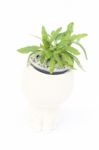 Green Plant In Pot Isolated On White Background Stock Photo