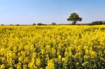 Rape In The Essex Countryside Stock Photo