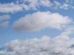 Small Seagull In The Sky Stock Photo