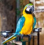 Blue Wing Macaw Stock Photo