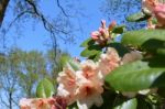 Rhododendron Stock Photo