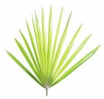 Palm Leaf Isolated On White Background Stock Photo