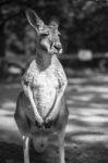 Kangaroo Outside During The Day Stock Photo