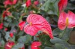 Beautiful Spadix Flower Stock Photo