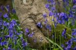 Bluebells In Staffhurst Woods Near Oxted Surrey Stock Photo