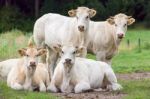 Group Of White Beige Cows Posing In Meadow Stock Photo