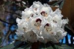 White Rhododendron Stock Photo