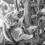 Koala In A Eucalyptus Tree. Black And White Stock Photo