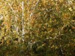 Autumn Tree Foliage Texture Stock Photo