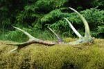 Antler Stock Photo