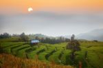 Cornfield Stock Photo