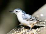 Beautiful Isolated Image With A White-breasted Nuthatch Bird Stock Photo