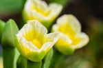 Yellow Flower Of Limnocharis Flava Stock Photo