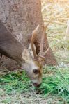 Portrait Of Deer Stock Photo