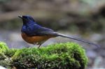 Male White-rumped Shama Stock Photo