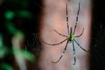 Spider Perched On The Cobweb Stock Photo